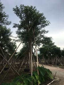 粉花风铃木